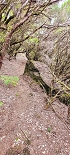 Plants: image 34 Of 208 Thumb